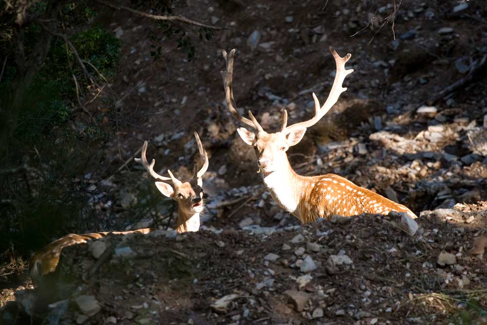 Tutto pensavo tranne